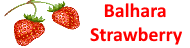 Balhara Strawberry